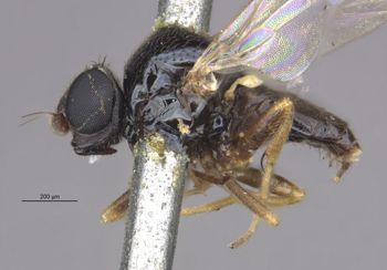Media type: image;   Entomology 13377 Aspect: habitus lateral view